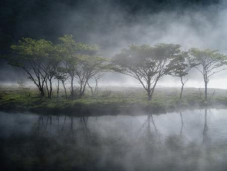 Trees in the Mist