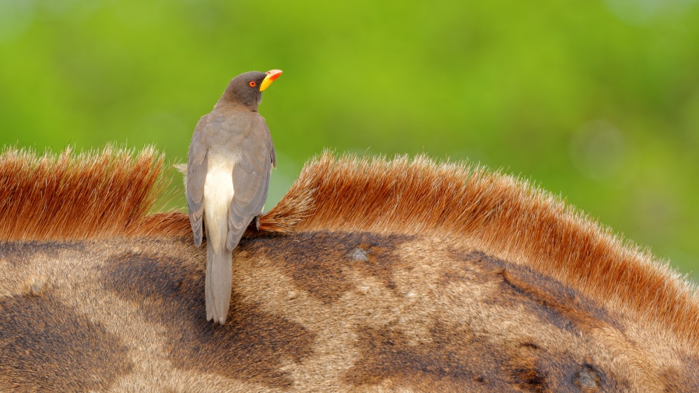 Yellow-billed Oxpecker a Kahi