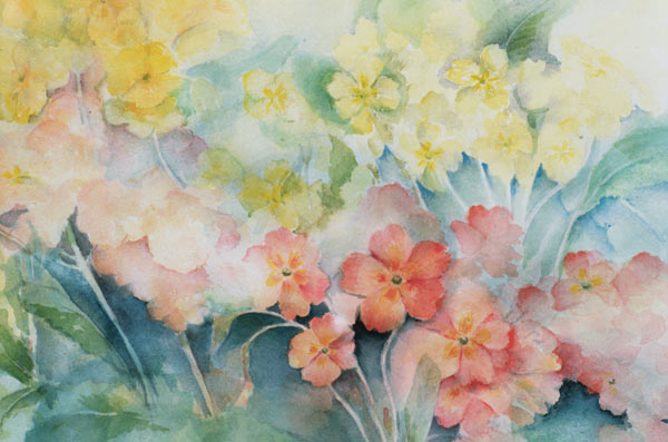 Polyanthus, Mixed Hybrids  a Karen  Armitage