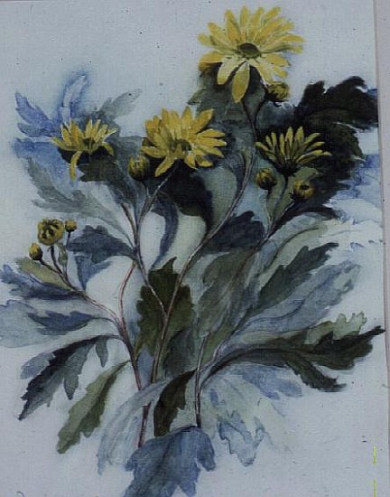 Chrysanthemum, Mary Stoker  a Karen  Armitage