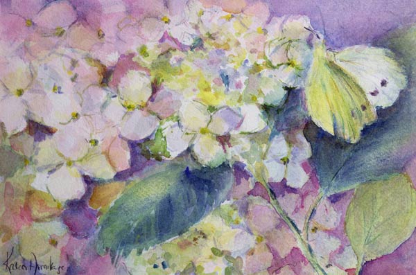 Pale Clouded Yellow Butterfly, Colias Hyale on Hydrangea  a Karen  Armitage