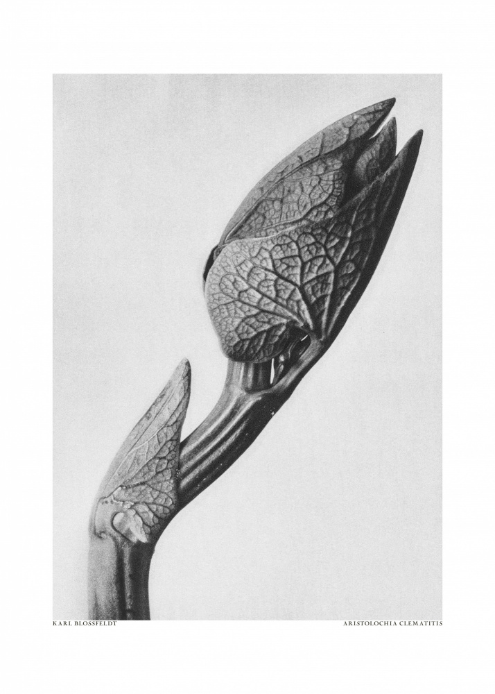 Aristolochia clematitis a Karl Blossfeldt