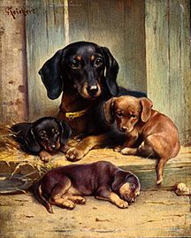 A dachshund family a Karl Reichert