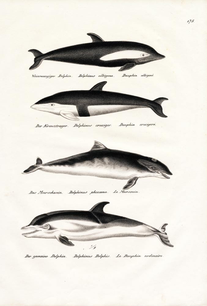 Different Kinds Of Dolphins a Karl Joseph Brodtmann