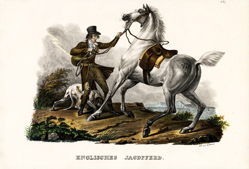 English Hunter Horse a Karl Joseph Brodtmann