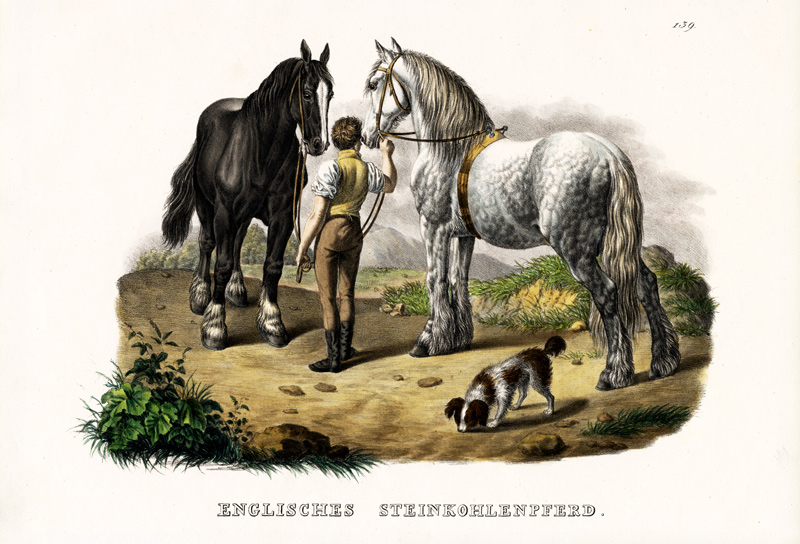 English Pit Horse a Karl Joseph Brodtmann