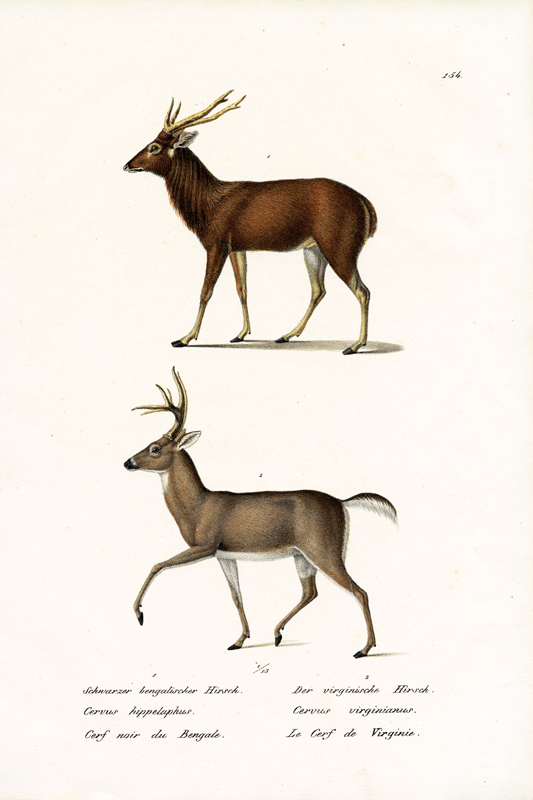 Red Deer a Karl Joseph Brodtmann