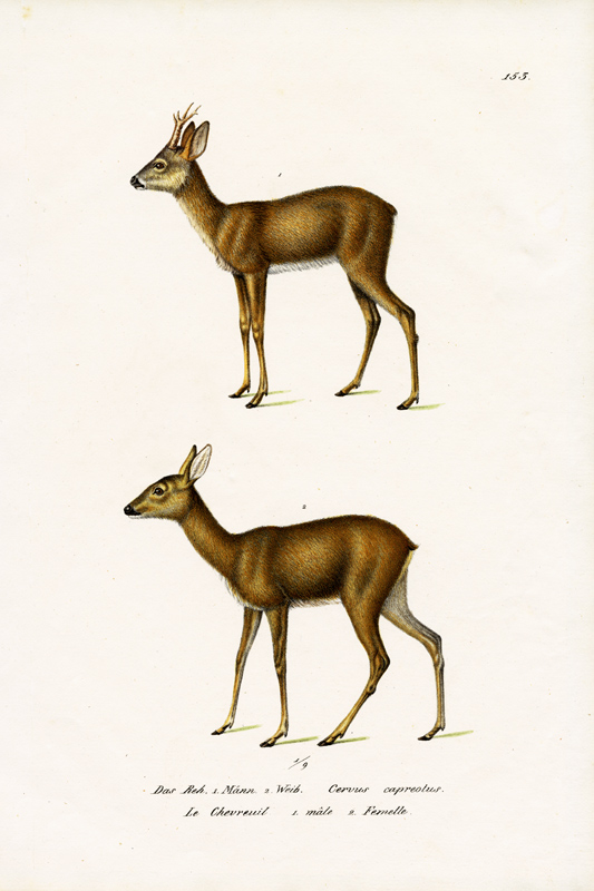 Roe Deer a Karl Joseph Brodtmann