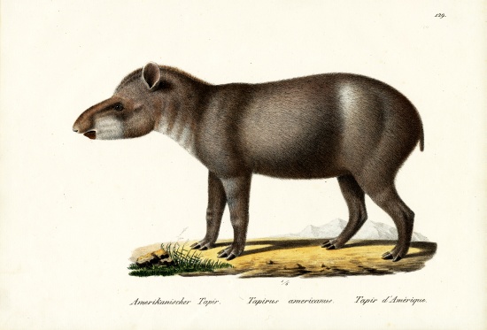 American Tapir a Karl Joseph Brodtmann