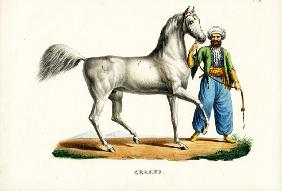 Arab Horse