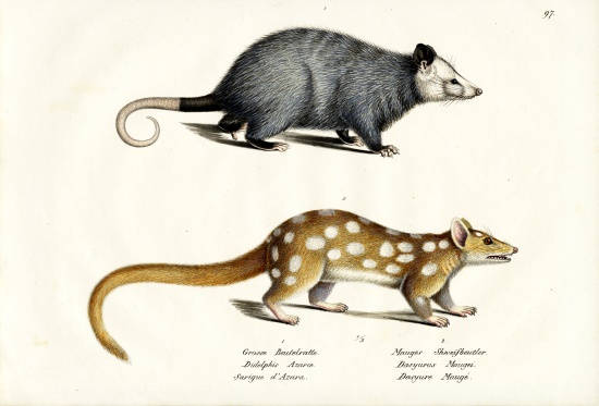 Azara?S Opossum a Karl Joseph Brodtmann