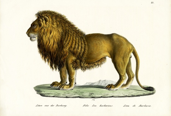 Barbary Lion a Karl Joseph Brodtmann