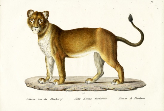 Barbary Lioness a Karl Joseph Brodtmann