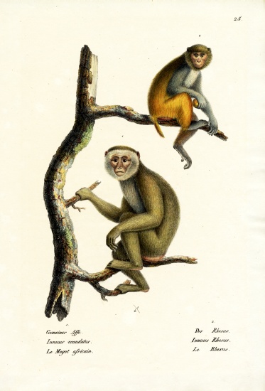 Barbary Macaque a Karl Joseph Brodtmann
