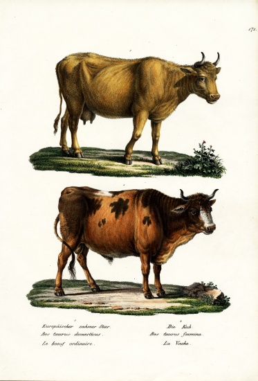 Cattle a Karl Joseph Brodtmann