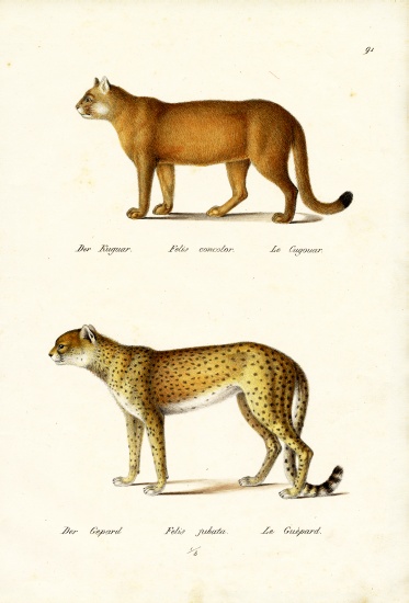 Cougar a Karl Joseph Brodtmann