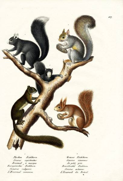 Different Kinds Of Squirrels a Karl Joseph Brodtmann