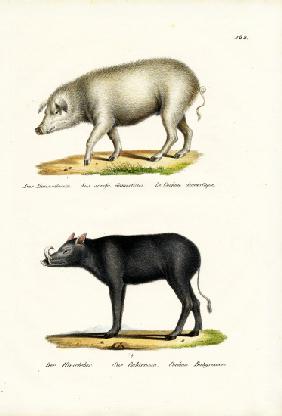 Domestic Pig