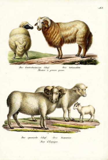 Fat-Tailed Sheep a Karl Joseph Brodtmann
