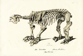 Giant Ground Sloth