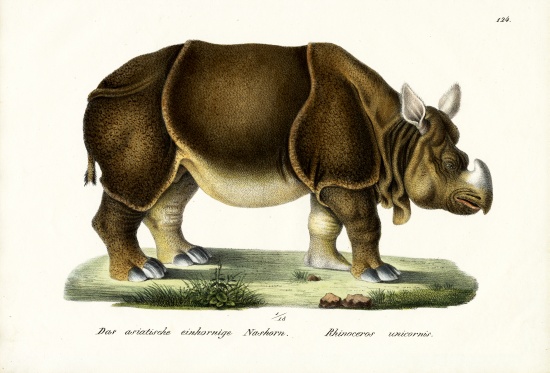 Greater Indian Rhinoceros a Karl Joseph Brodtmann