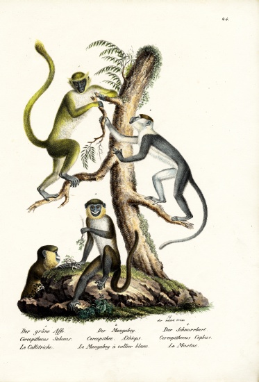Green Monkey a Karl Joseph Brodtmann