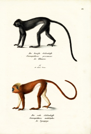 Hanuman Langur a Karl Joseph Brodtmann
