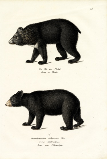 Himalayan Black Bear a Karl Joseph Brodtmann