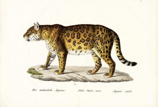 Jaguar a Karl Joseph Brodtmann