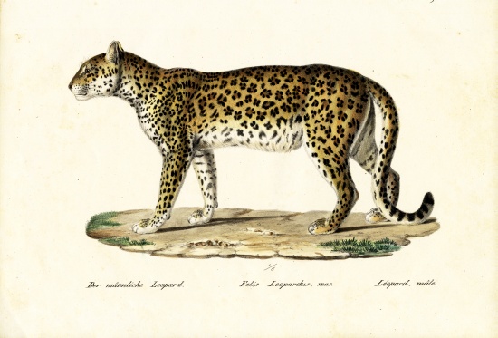 Leopard a Karl Joseph Brodtmann