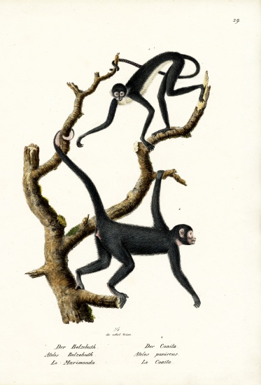 Long-Haired Spider Monkey a Karl Joseph Brodtmann