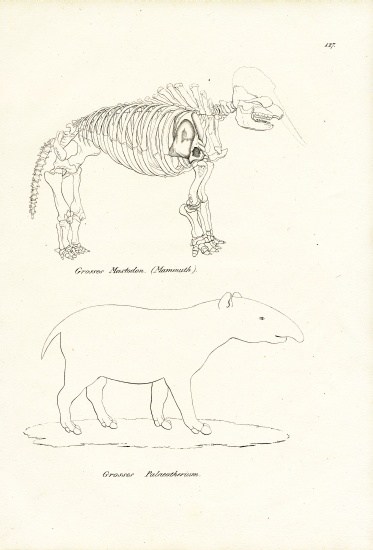 Mastodon a Karl Joseph Brodtmann
