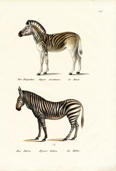 Mountain Zebra a Karl Joseph Brodtmann