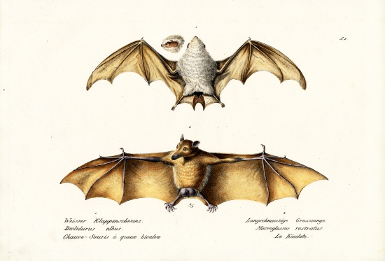 Northern Ghost Bat a Karl Joseph Brodtmann