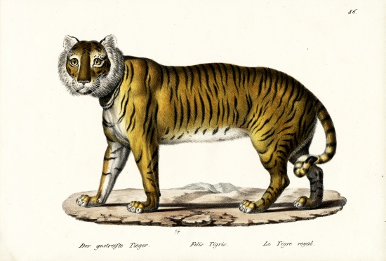 Royal Tiger a Karl Joseph Brodtmann