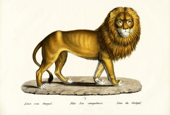 Senegal Lion a Karl Joseph Brodtmann