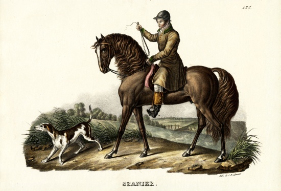 Spanish Hunter Horse a Karl Joseph Brodtmann