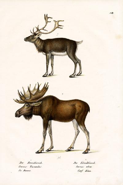 Caribou