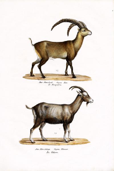 Ibex