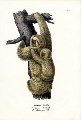 Three-Toad Sloth