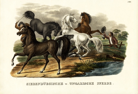 Transylvanian And Hungarian Horses a Karl Joseph Brodtmann