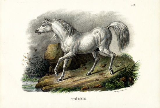 Turkish Horse a Karl Joseph Brodtmann