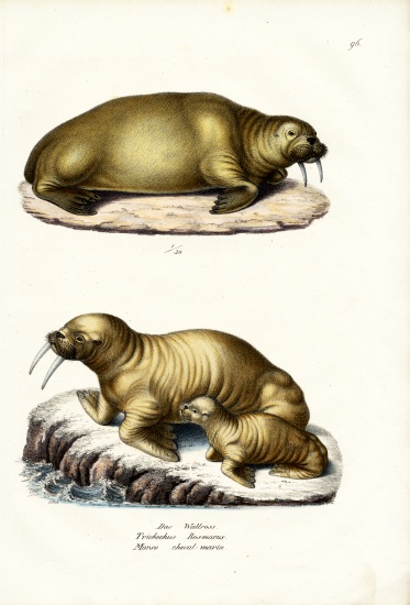Walrus a Karl Joseph Brodtmann