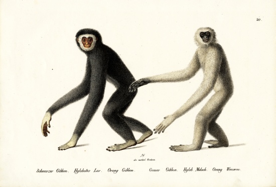 White-Handed Gibbon a Karl Joseph Brodtmann