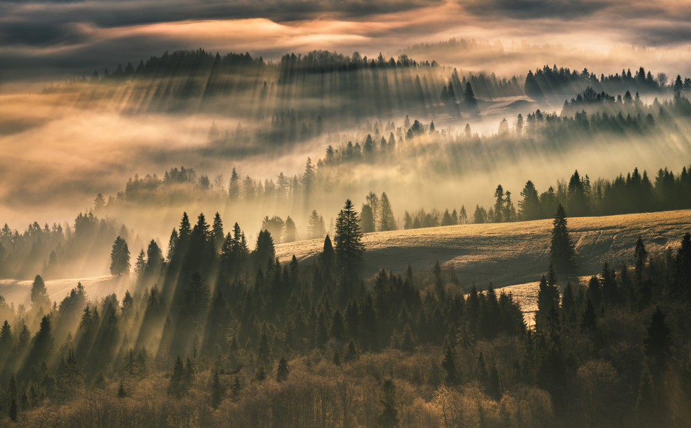 The Mist a Karol Nienartowicz