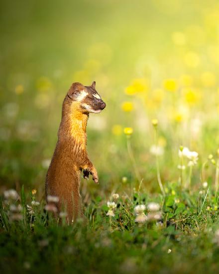 The elusive long tailed weasel with eyes closed