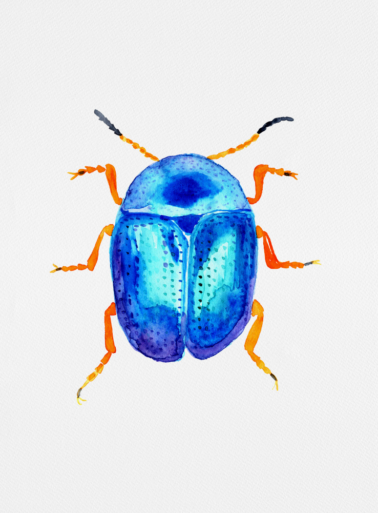 Blue leaf beetle or Colaphus sophiae a Kata Botanical