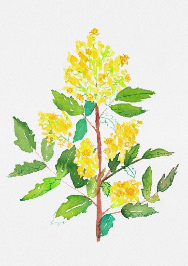 Oregon grape or Mahonia aquifolium botanical painting