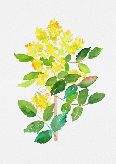 Oregon grape or Mahonia aquifolium botanical painting