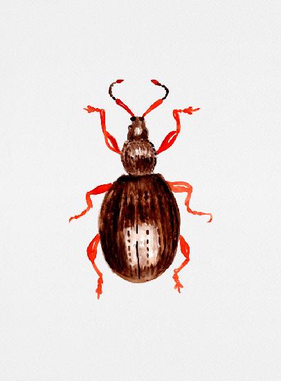 Strawberry root weevil  or Otiorhynchus ovatus